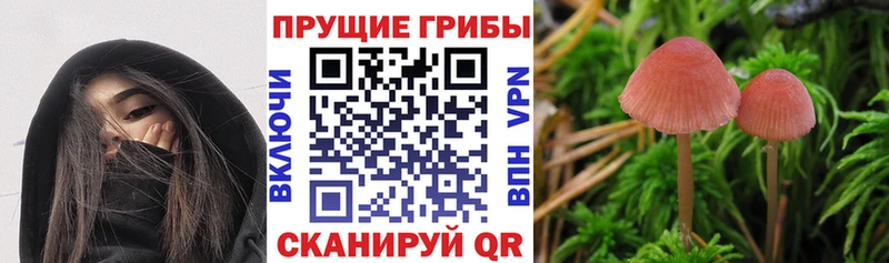 Галлюциногенные грибы мицелий  Шумерля 
